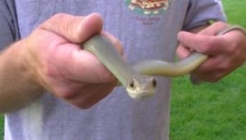 Western Yellow-Bellied Racer Snakes